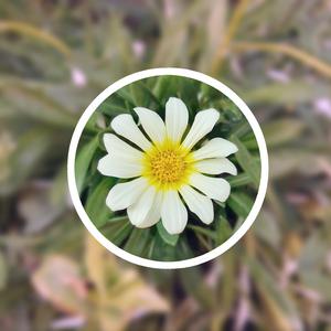 初三青春色情少女淫免费观看
