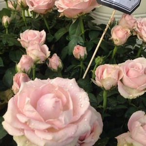 中国❌❌奶头❌❌裸体牛奶欲缸
