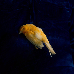 尻美女老师的屄毛
