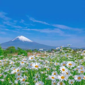 老司机福利免费
