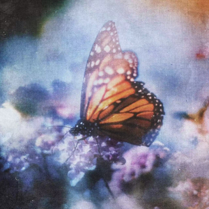 日本黄页网站免费大全
