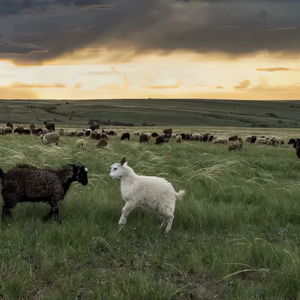 李丽珍的奶头真大

