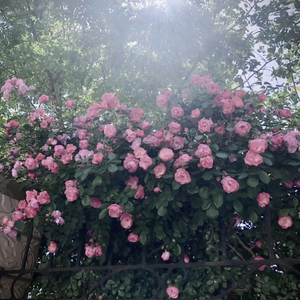 美女自慰噜噜噜
