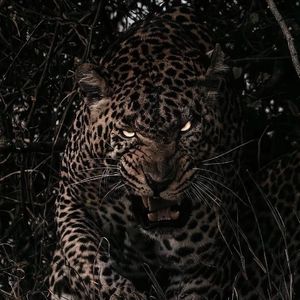 av无码aV天天aV天天爽
