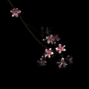 欧美性爱免费福利
