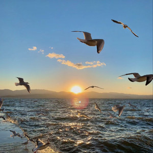 日本美女的黄色
