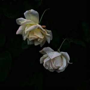 肥大BBW肥大βBw肥BBW高
