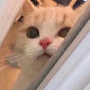 肥熟妇搡BBBB搡BBBB五十
