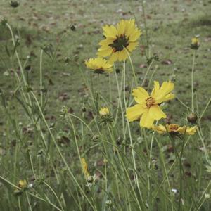 老头扒开粉嫩的小缝亲吻莫娜图片
