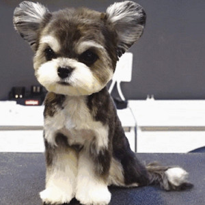 刘海瑞双飞与林太合作项目详情
