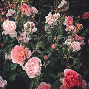 肥大BBW肥大βBw肥BBW高
