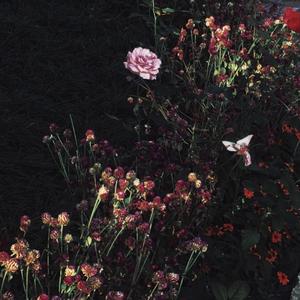 zzijzzijzzij亚洲人
