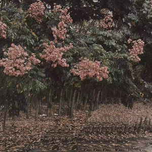 欧美人妖性爱另类在线
