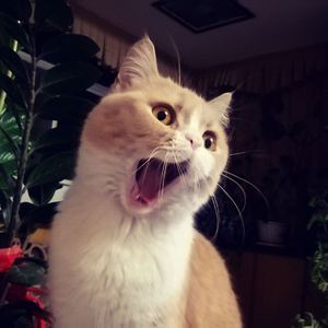 日本堵嘴小电影
