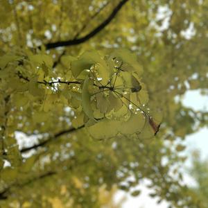 哺乳期,奶日本语a2
