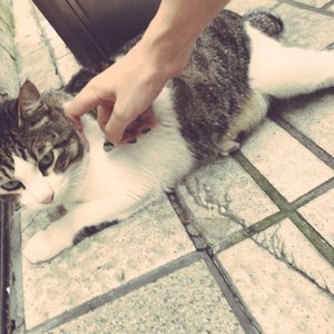 gts残忍系踩杀网站
