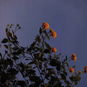 香香公主和爱犬1-6季种子
