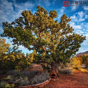 强奸美国妹电影网上
